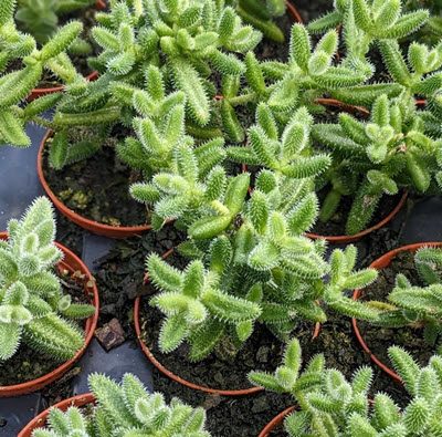 2.5" Delosperma Pickle Plant